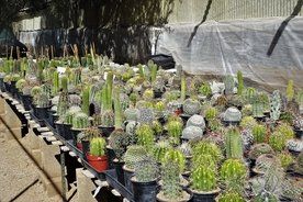 cactus beign exhibited for sale