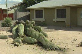 saguaro cactus being removed from front yard