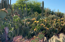 a beautiful cactus garden