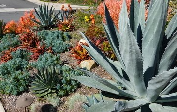picture of cactus planting yard