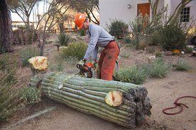 cactus contractor cutting down saguaro cactus
