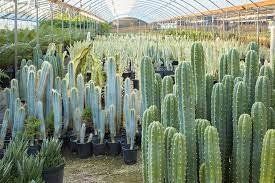 saguaro cactus being nursed in a closed space