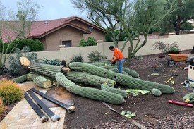 saguaro cactus being cut down