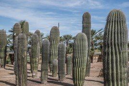 saguaro cactus straightening