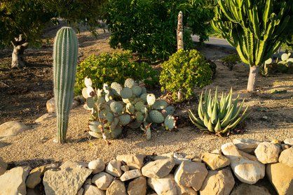 cactus transplanting in a garden