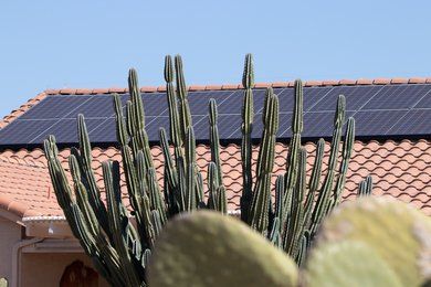 cactus for yard decoration