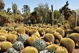 well organized cactus garden