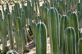 saguaro cactus garden