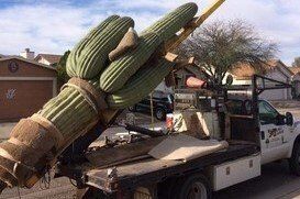 saguaro cactus removed for transplanting