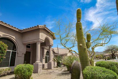 beatiful saguaro cactus pictured in a yard