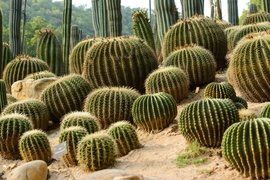 cactus being nursed in a hill in phoenix