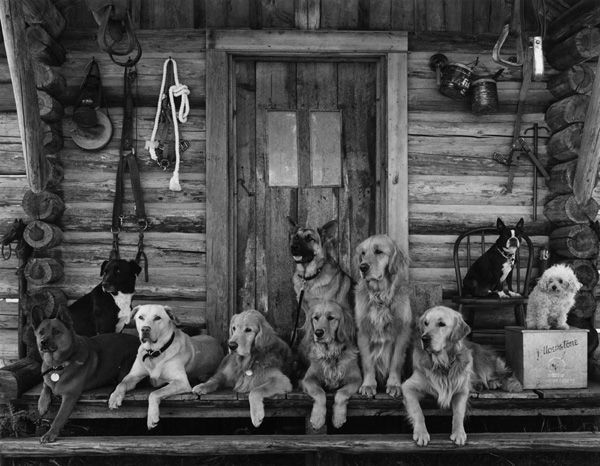 A photo of a group of dogs sitting on a porch – Sacramento, CA – First Solutions Incorporated