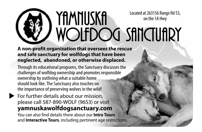 Yamnuska Wolfdog Sanctuary is a non-profit organization that oversees the the rescue and safe sanctuaty for wolfdogs that have been neglected, abandoned, or otherwise displaced.