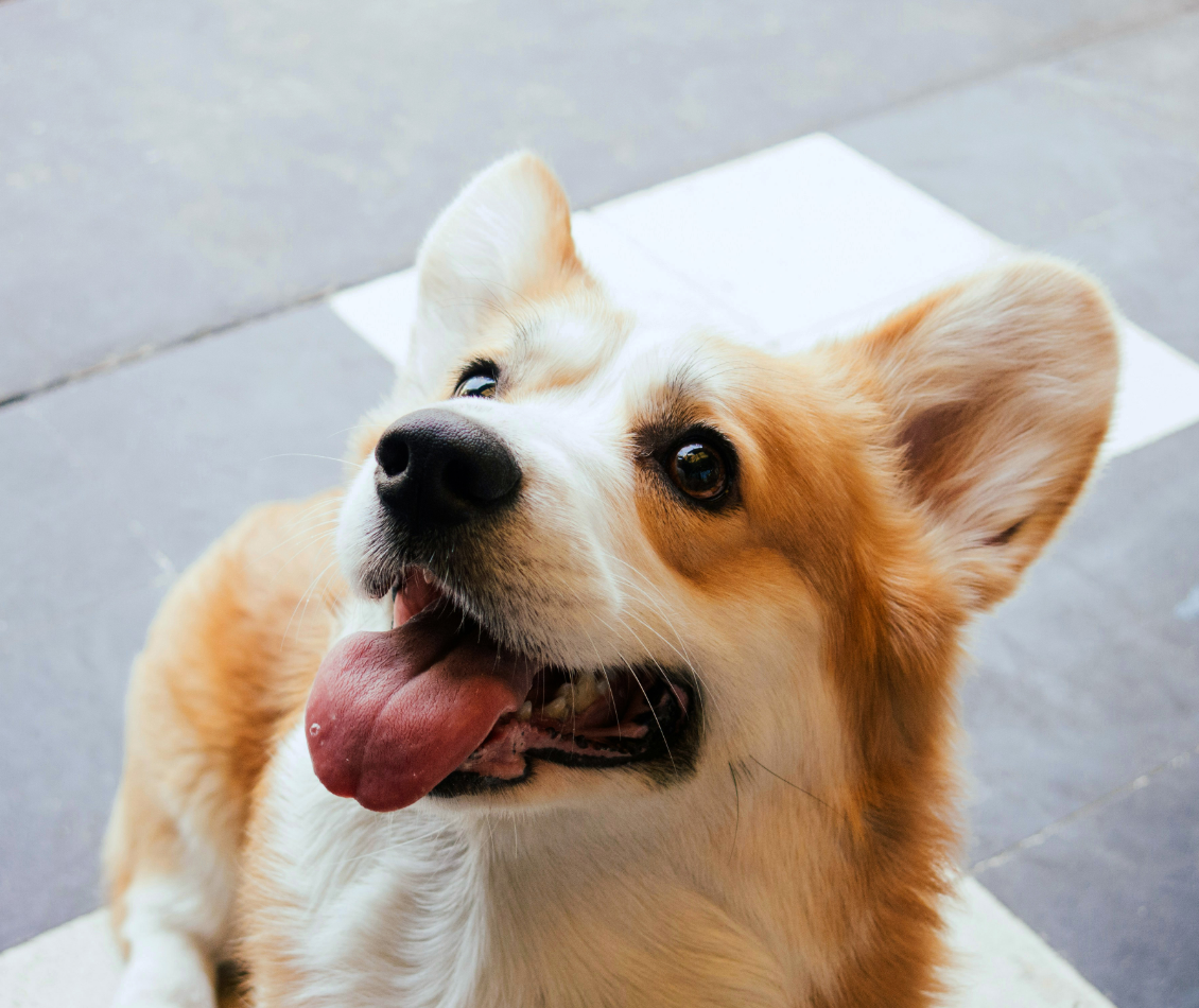 A brown and white dog with its tongue hanging out is looking up at the camera.