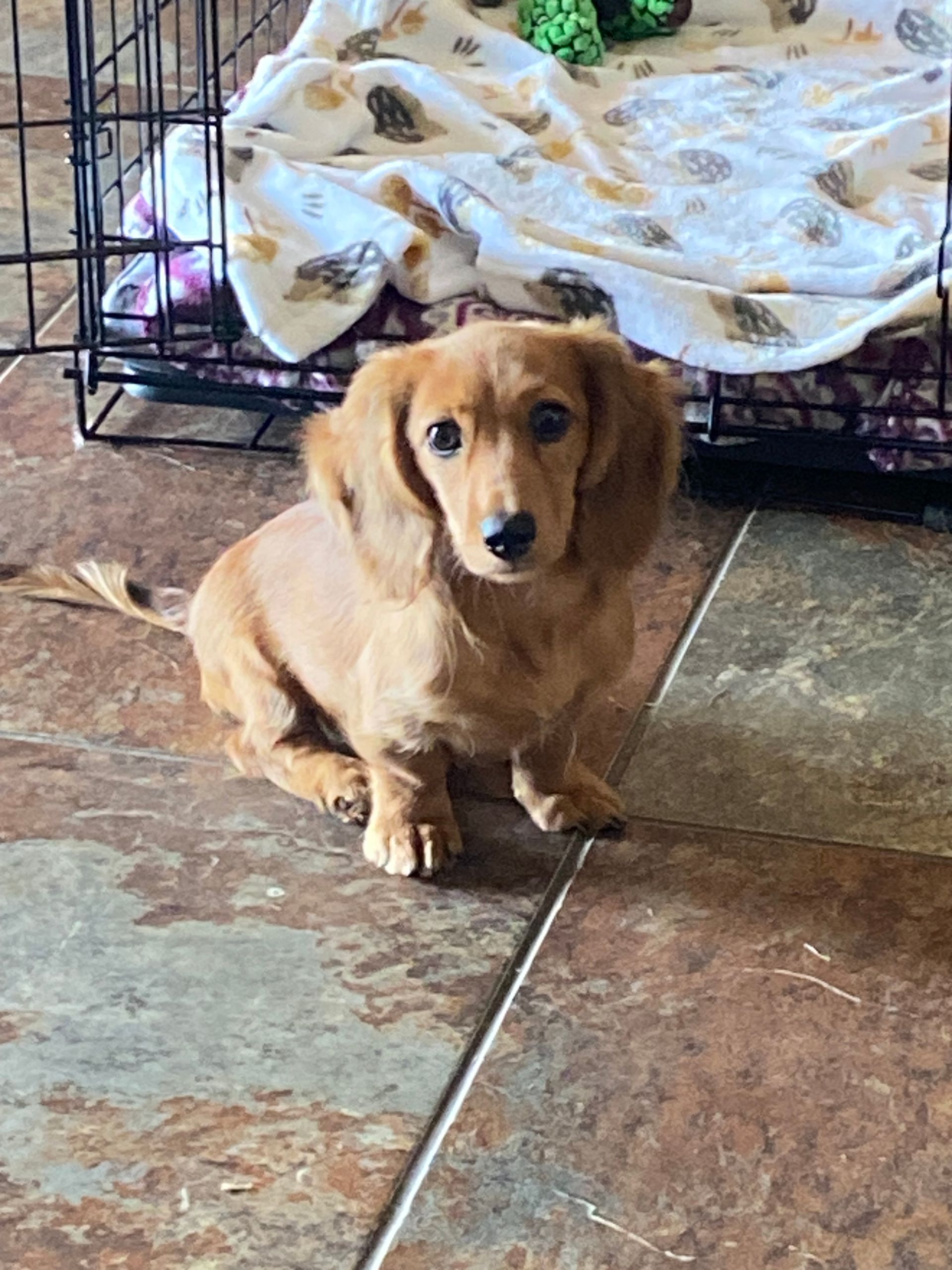 A dachshund puppy is sitting on a tiled floor next to a cage.