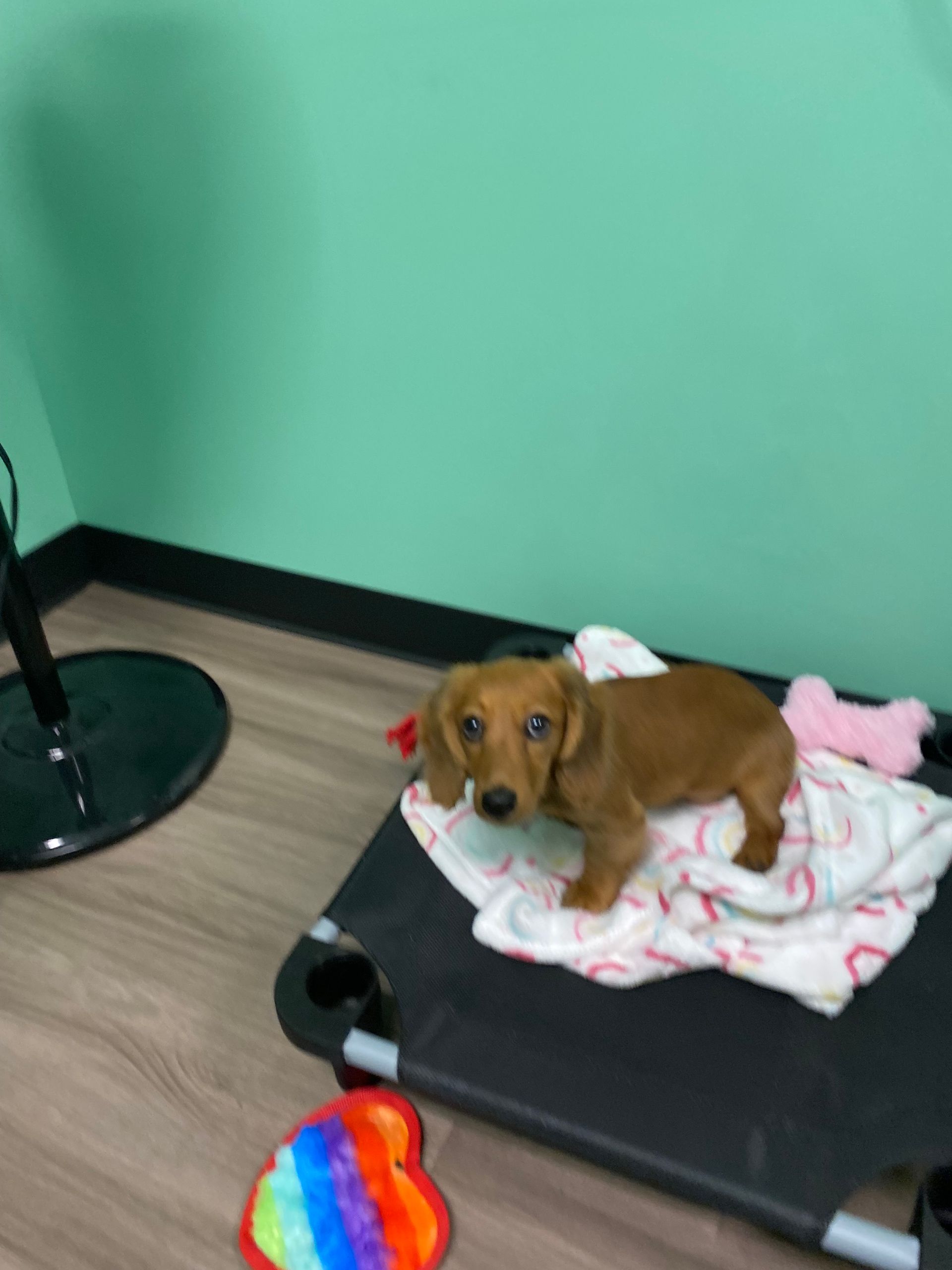 A dachshund puppy is laying on a blanket on a bed.