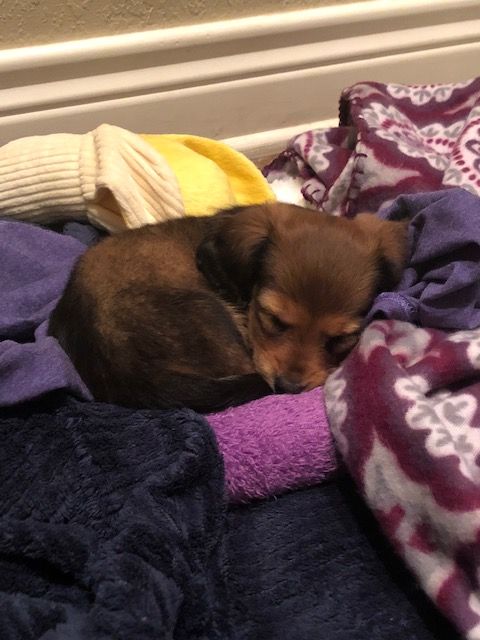 A small brown dog is sleeping on a purple blanket