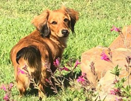A dachshund is standing in the grass next to some flowers.
