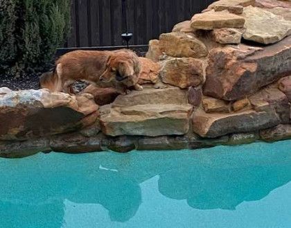 A dog is laying on a rock next to a swimming pool.