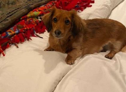 A small brown dog is laying on a bed.