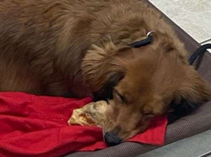 A brown dog is sleeping on a red blanket on a bed.