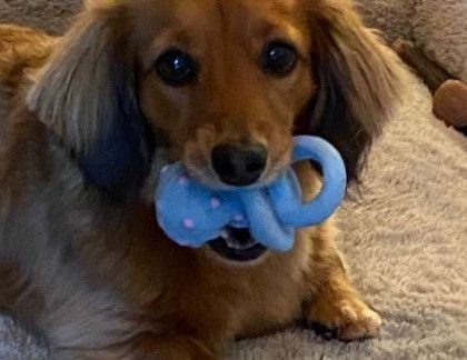 A brown dachshund is holding a blue pacifier in its mouth.