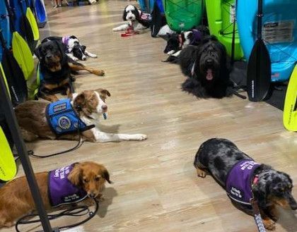 A group of dogs are laying on the floor in a room.