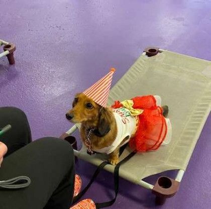 A dachshund wearing a party hat and dress is sitting on a bed.