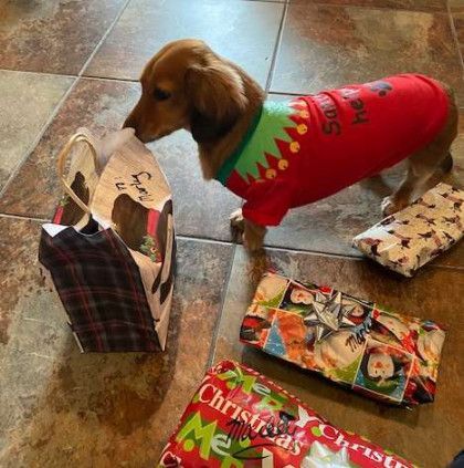 A dachshund wearing a red sweater is sniffing a bag of christmas presents.