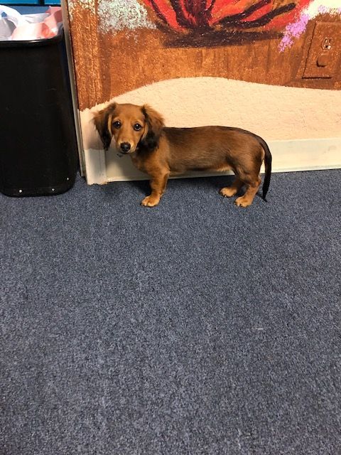 A small brown dog is standing on a blue carpet in a room.