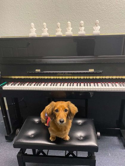 A small dog is sitting on a bench in front of a piano.