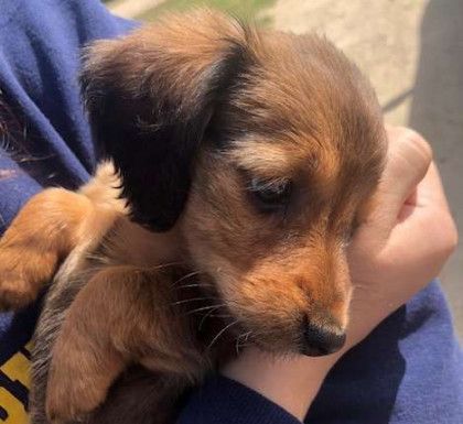 A person is holding a brown puppy in their hands.