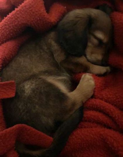 A small dog is sleeping on a red blanket