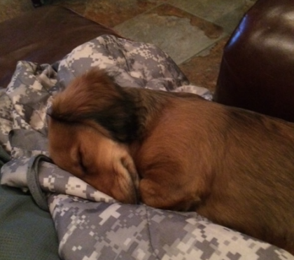 A brown dog is sleeping on a camouflage blanket