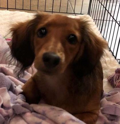 A brown dog is laying on a blanket in a cage.