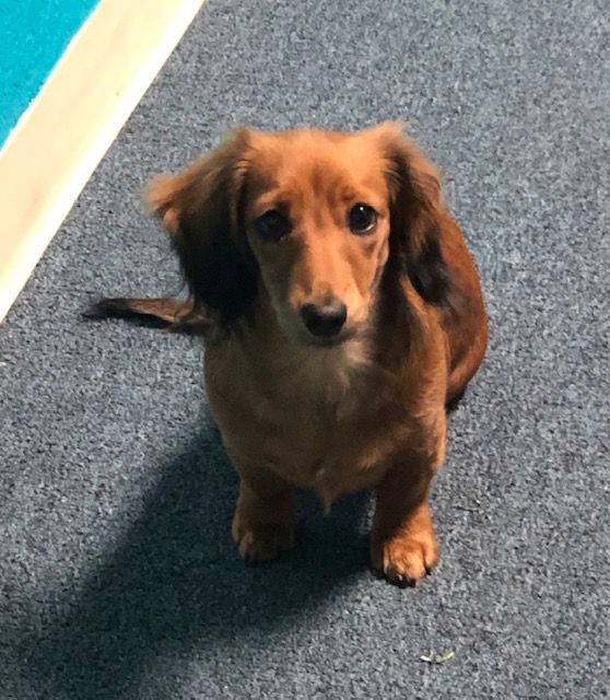A small brown dog is sitting on a blue carpet and looking at the camera