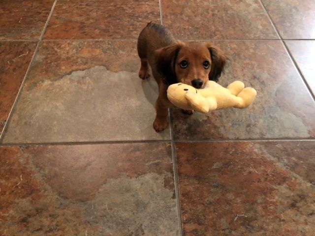 A dachshund puppy is holding a stuffed animal in its mouth.