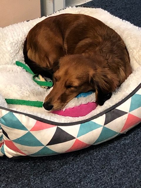 A brown dog is sleeping in a colorful dog bed.