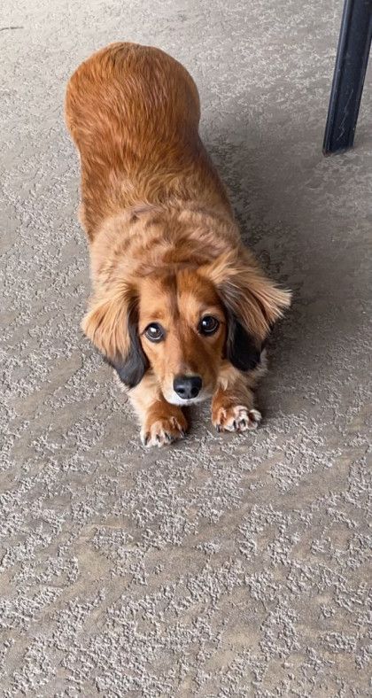 A brown and black dachshund is laying on its back on the floor.