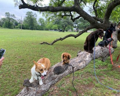 A group of dogs are standing on a tree branch in a park.