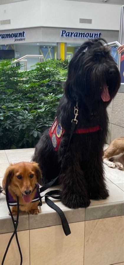 A large black dog and a small brown dog are sitting on a ledge.
