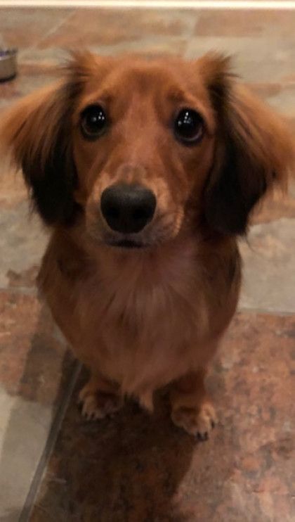 A brown dachshund is sitting on a tiled floor and looking at the camera.