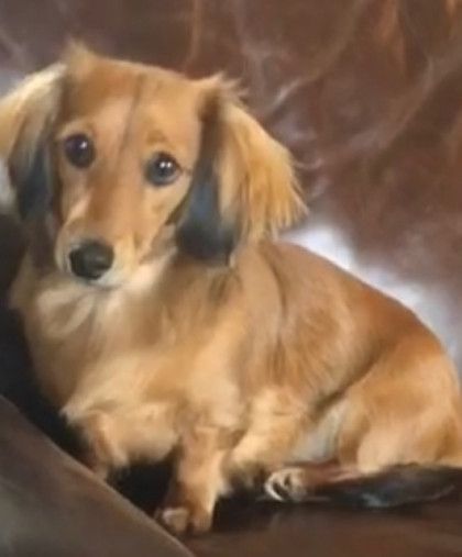 A brown and black dachshund is laying on a brown couch.