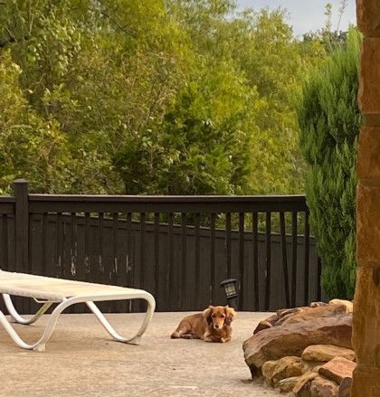 A small dog laying on a patio next to a lounge chair