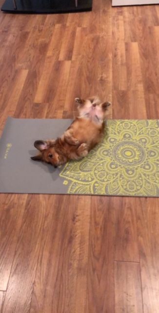 A dog is laying on its back on a yoga mat.