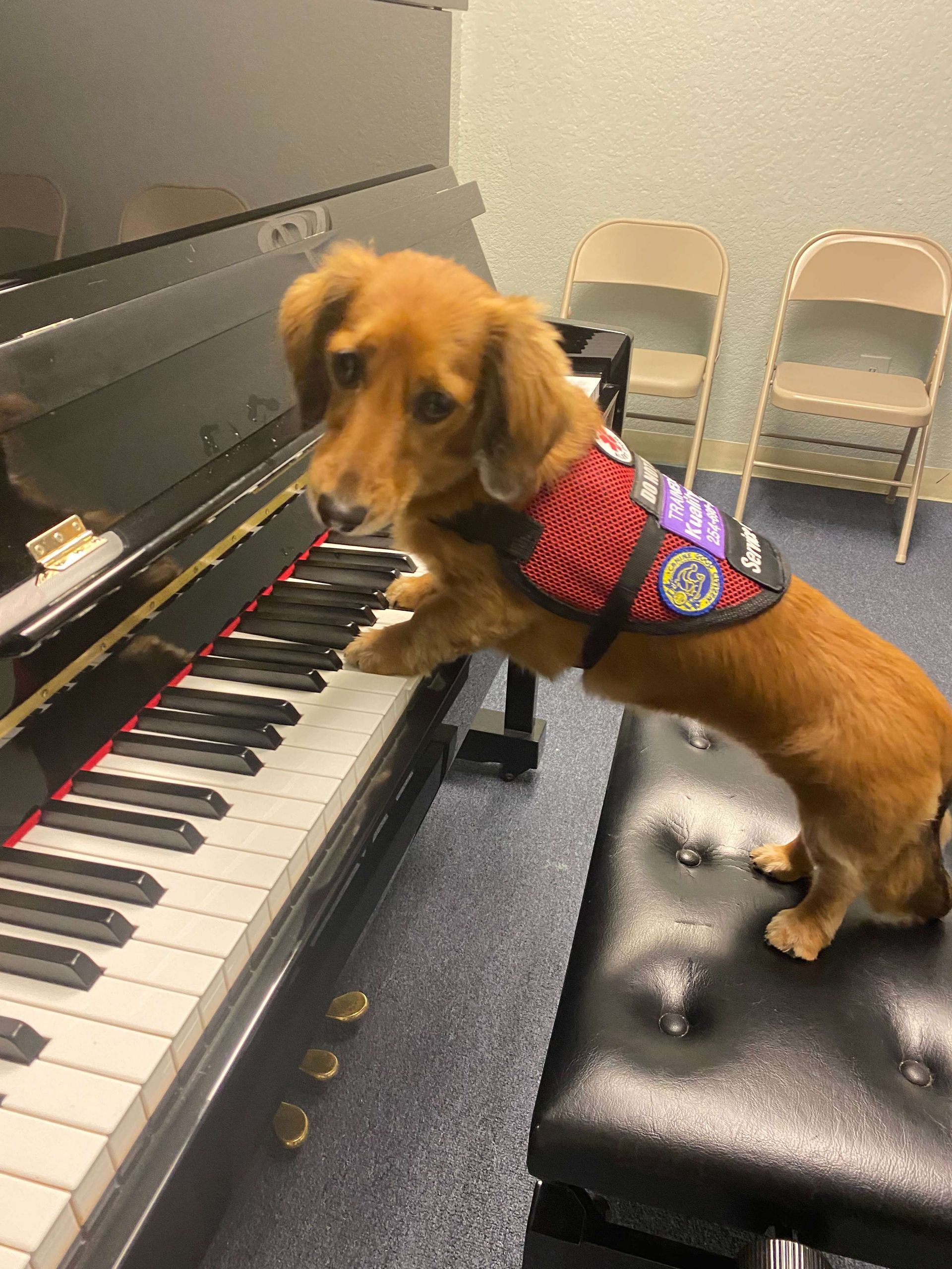 A small dog wearing a red vest is sitting on a piano keyboard.