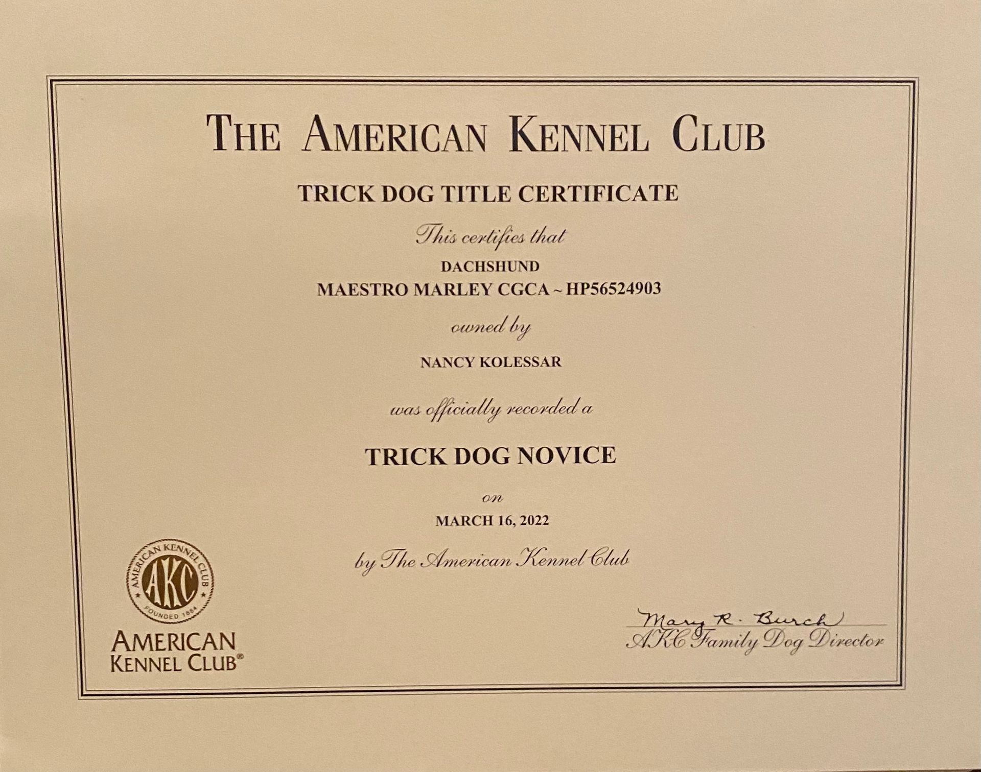 An american kennel club trick dog title certificate
