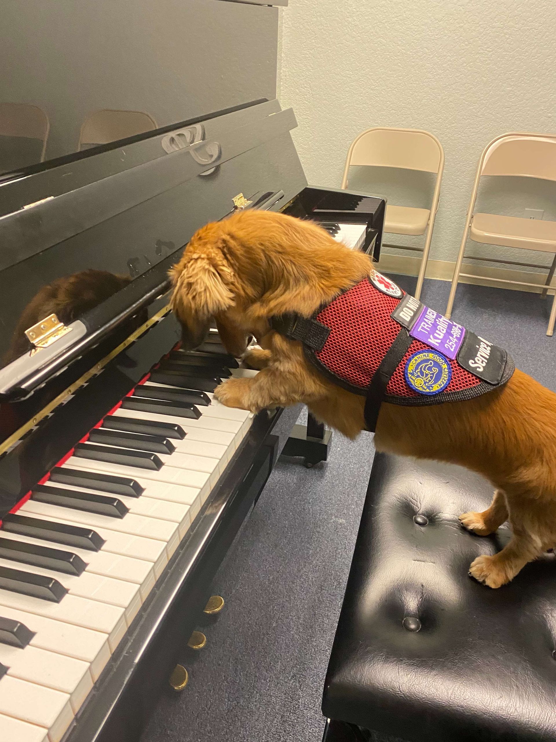 A dog wearing a red vest is playing a piano.