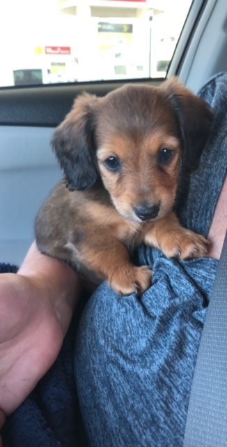 A person is holding a small brown puppy in their lap.