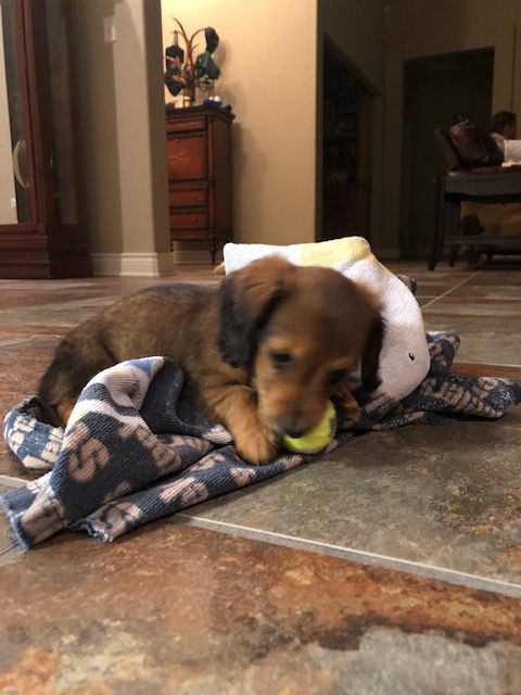 A puppy is laying on a blanket on the floor with a tennis ball in its mouth.
